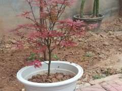 高压红枫下山桩后怎么浇水的方法 图片