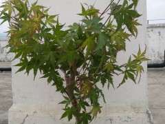 为什么红枫下山桩的老枝很容易扦插