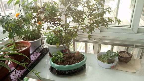 红枫下山桩叶子干枯 怎么办 图片