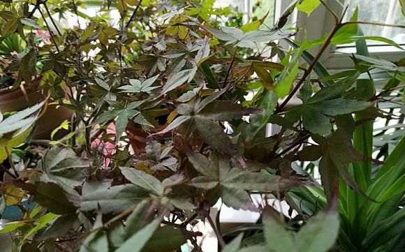 红枫下山桩叶子干枯 怎么办 图片