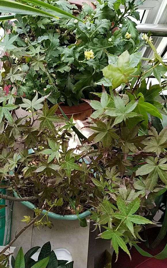 红枫下山桩叶子干枯 怎么办 图片