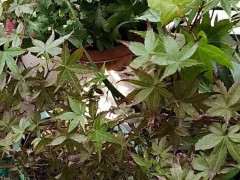 红枫下山桩叶子干枯 怎么办 图片