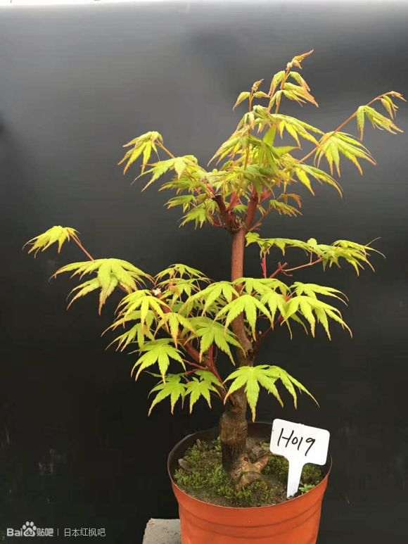 你们都喜欢什么品种红枫下山桩 图片