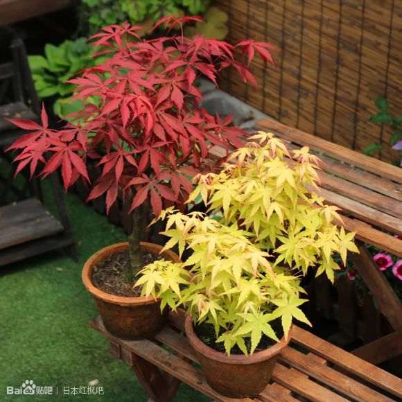 你们都喜欢什么品种红枫下山桩 图片