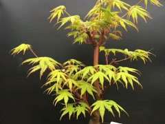 你们都喜欢什么品种红枫下山桩 图片