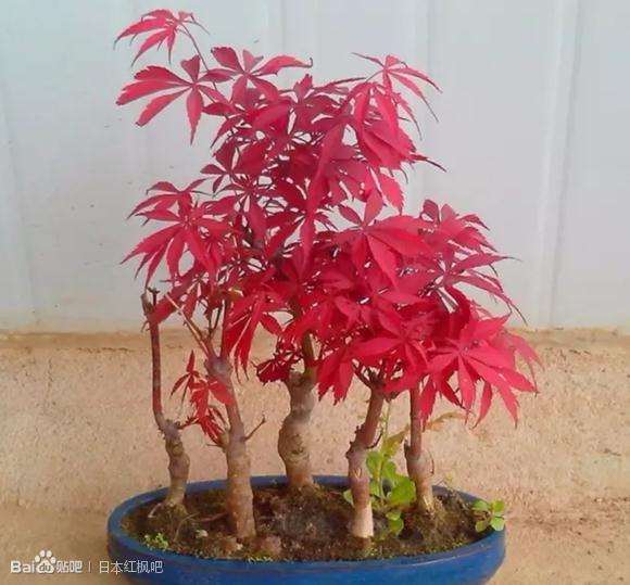 红枫下山桩没养过 怕被我种死了 图片