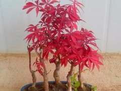 红枫下山桩没养过 怕被我种死了 图片