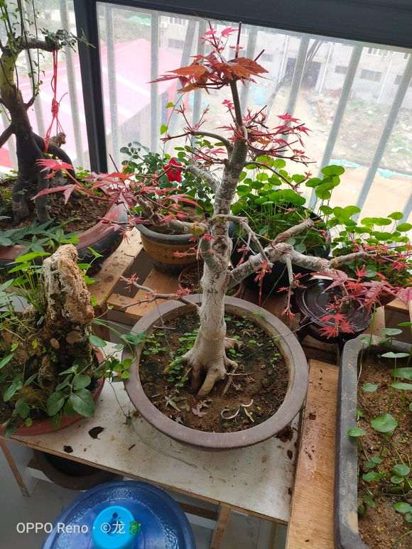 红枫下山桩摘叶15天 怎么样 图片