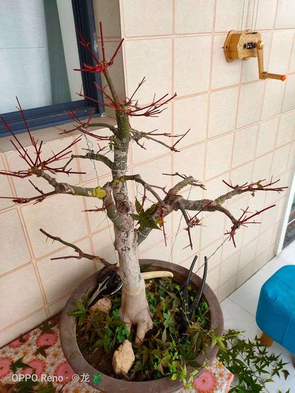 红枫下山桩摘叶15天 怎么样 图片