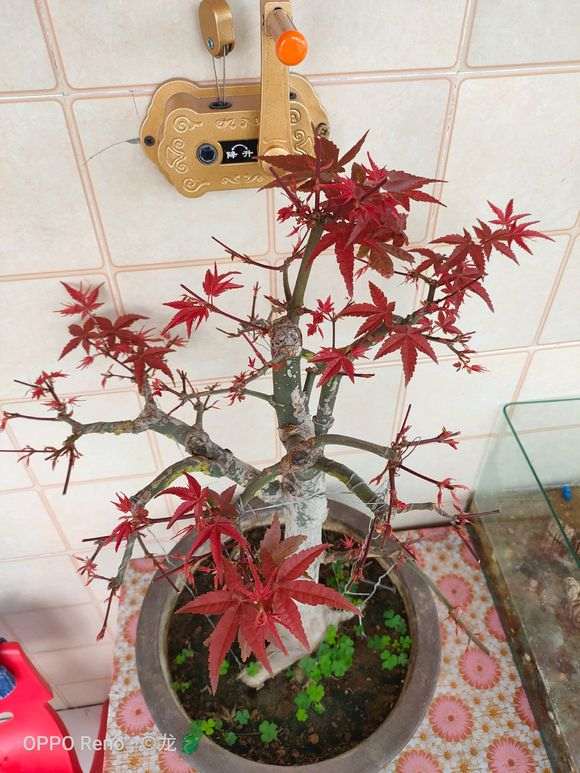 红枫下山桩摘叶15天 怎么样 图片