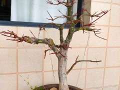 红枫下山桩摘叶15天 可以吗 图片