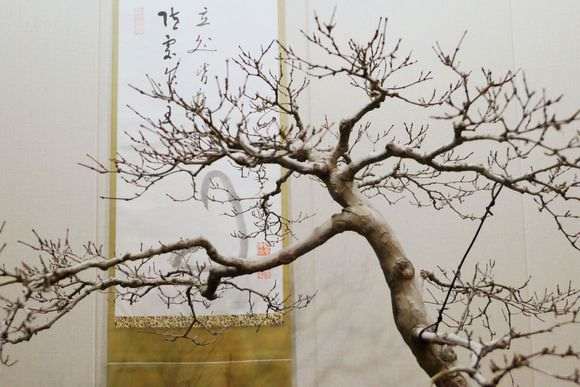 为什么红枫下山桩很多车轮枝 图片