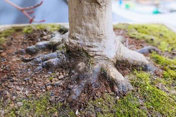 为什么红枫下山桩很多车轮枝 图片