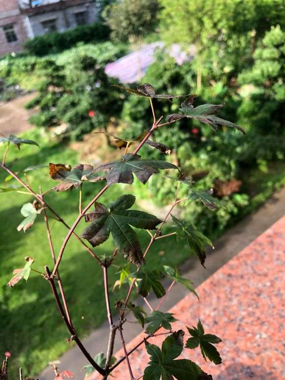 红枫下山桩枯叶怎么办 新芽也枯了 图片