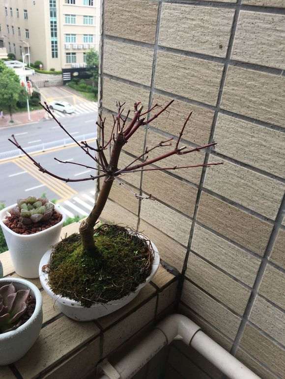 为什么红枫下山桩不长叶子 图片