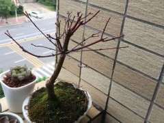 为什么红枫下山桩不长叶子 图片