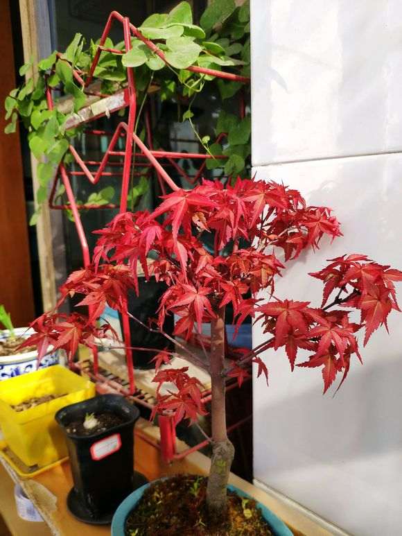 红枫下山桩几天一浇水 用不用换盆