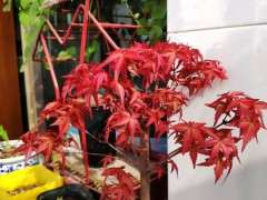 红枫下山桩几天一浇水 用不用换盆