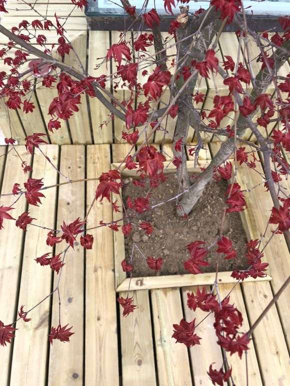 红枫下山桩叶子为什么都焉了 怎么办