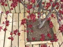 红枫下山桩叶子为什么都焉了 怎么办