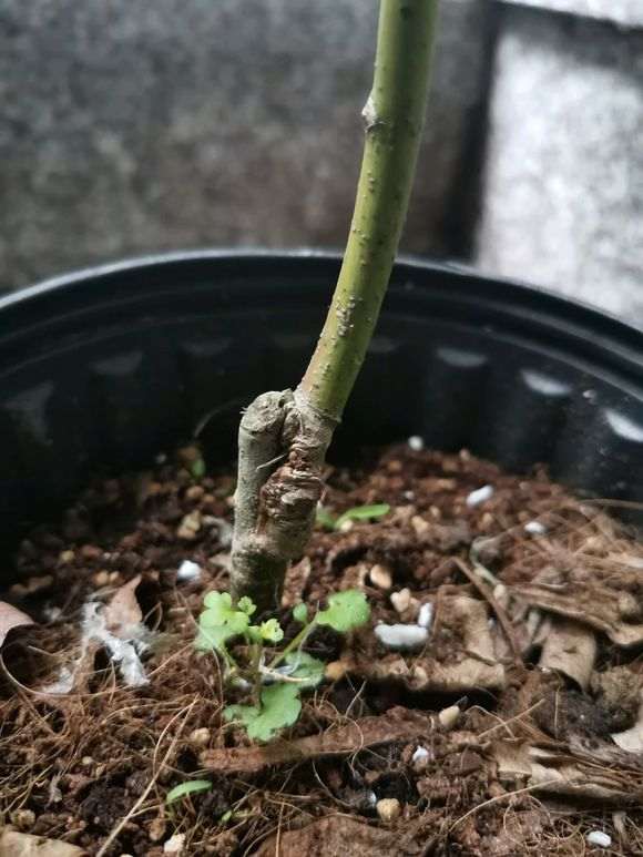 红枫下山桩嫁接伤口怎么愈合的方法