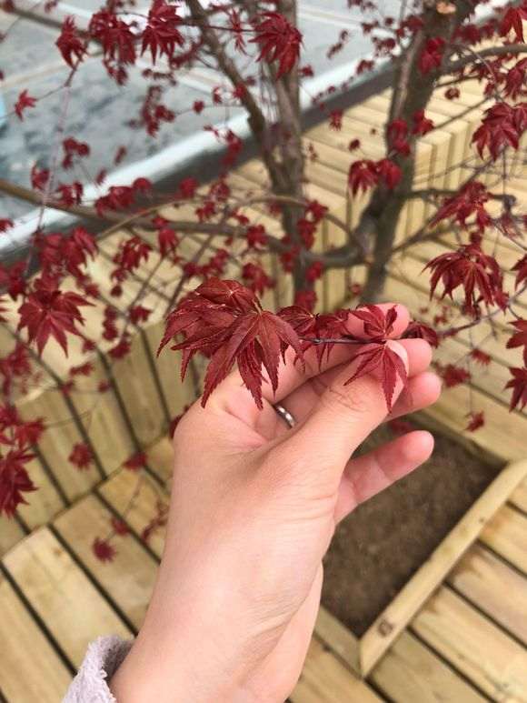 红枫下山桩什么时候长叶子 4月份长