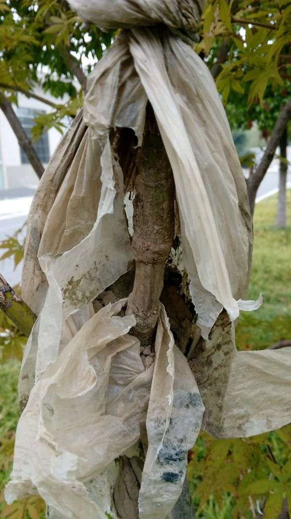 高压的红枫下山桩 失败了 怎么办 图片