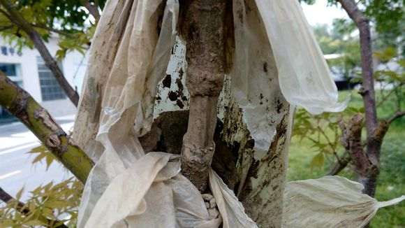 高压的红枫下山桩 失败了 怎么办 图片