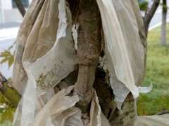 高压的红枫下山桩 失败了 怎么办 图片