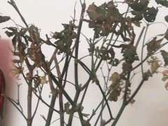 红枫下山桩买了半年 才长出新叶子