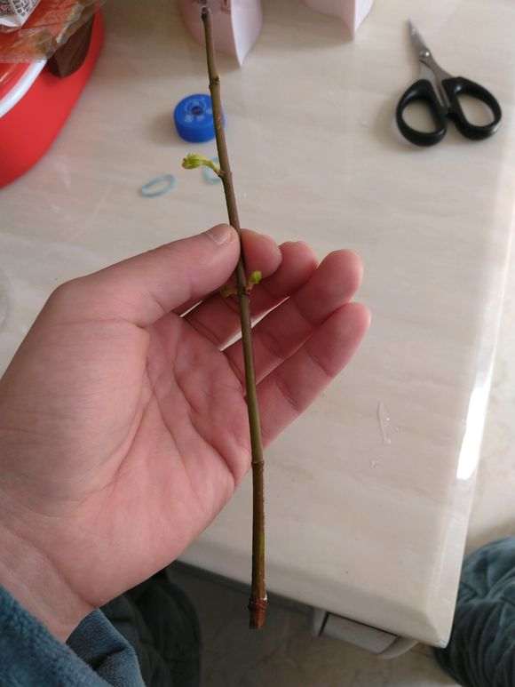 为什么红枫下山桩也比较容易生根 图片