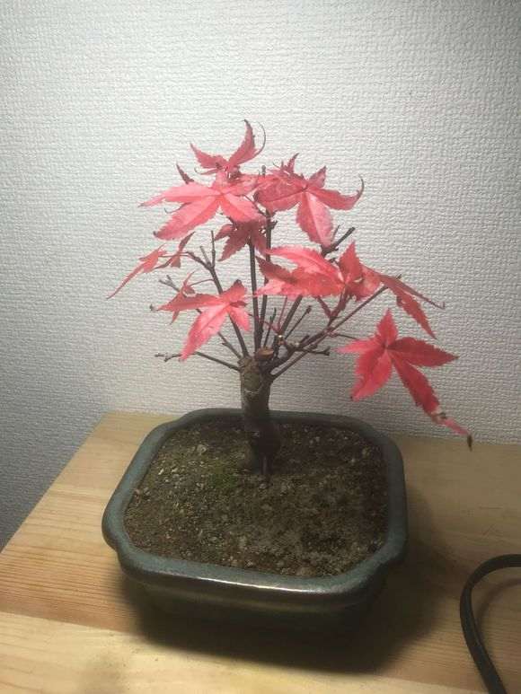 养红枫下山桩有什么注意事项吗 图片