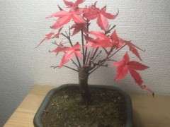 养红枫下山桩有什么注意事项吗 图片