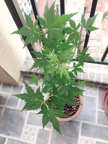 红枫下山桩逐渐变绿了 怎么办 图片