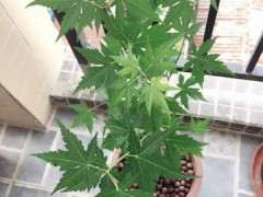 红枫下山桩逐渐变绿了 怎么办 图片