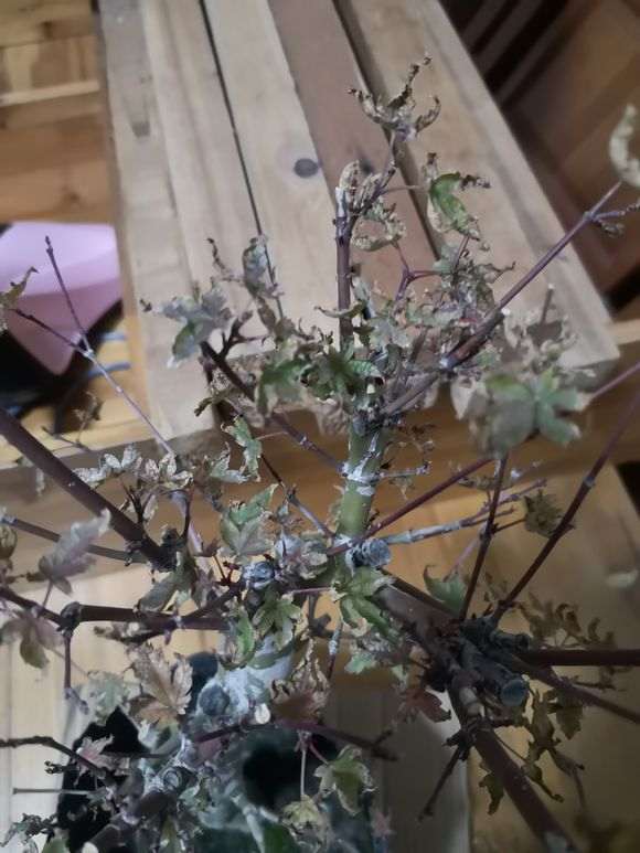 为什么枫树下山桩叶子全枯掉光了 图片