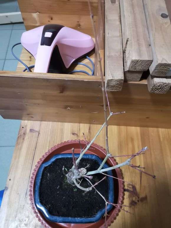 为什么枫树下山桩叶子全枯掉光了 图片