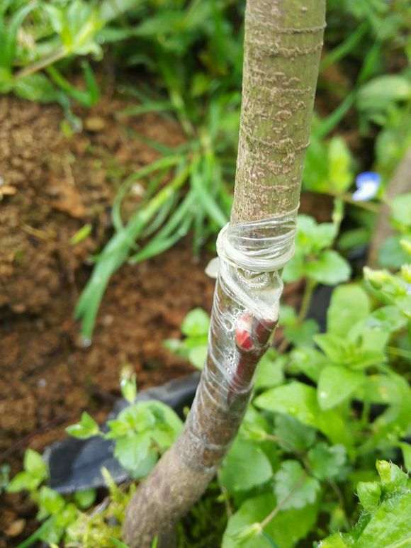 为什么红枫下山桩最好采用芽接 图片