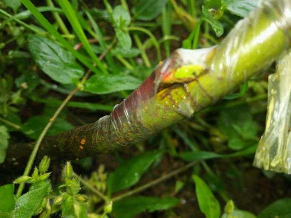 为什么红枫下山桩最好采用芽接 图片