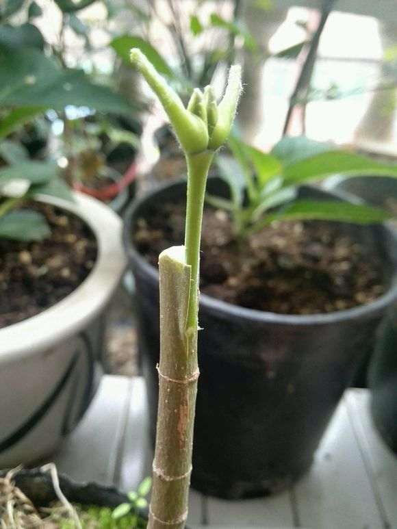 为什么红枫下山桩最好采用芽接 图片