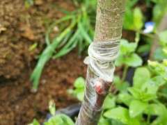 为什么红枫下山桩最好采用芽接 图片