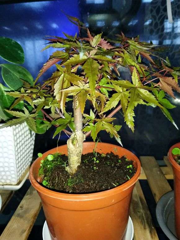 这是什么红枫下山桩 叶子一直不红 图片