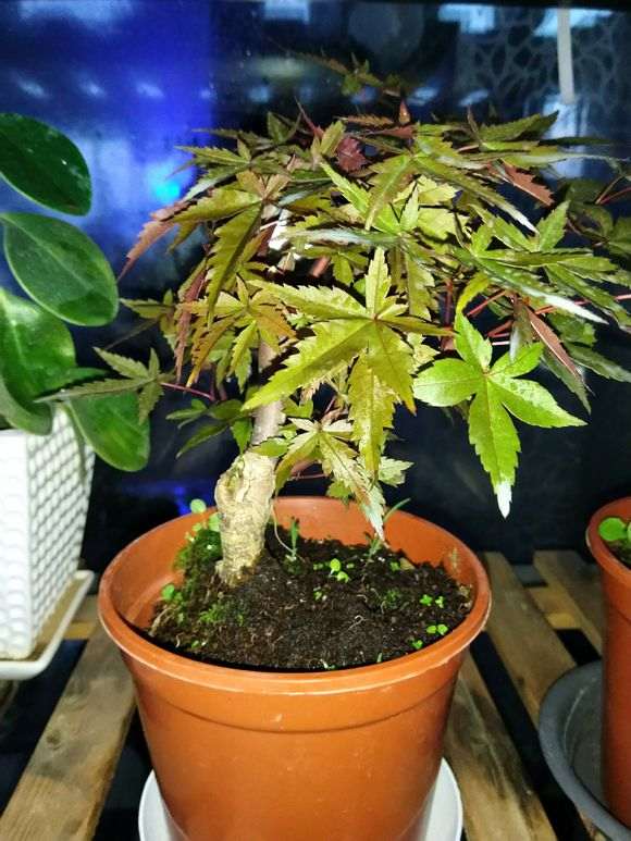 这是什么红枫下山桩 叶子一直不红 图片