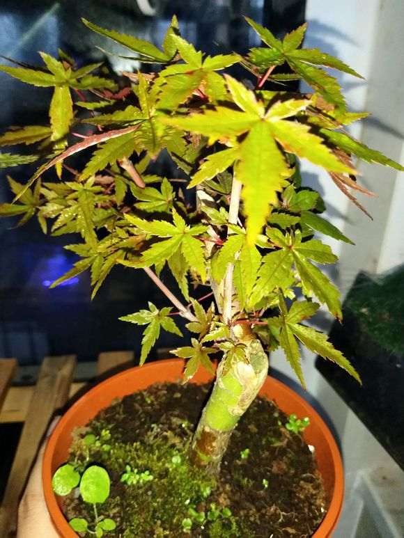 这是什么红枫下山桩 叶子一直不红 图片