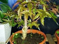 这是什么红枫下山桩 叶子一直不红 图片