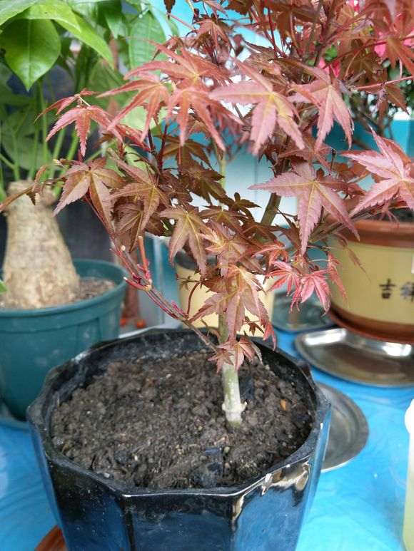 红枫下山桩洗根上盆后怎么管理 图片