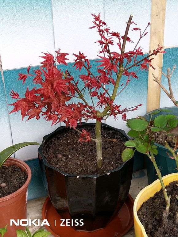 红枫下山桩洗根上盆后怎么管理 图片