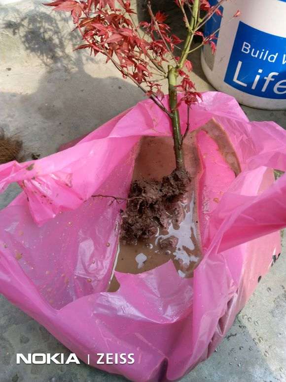 红枫下山桩洗根上盆后怎么管理 图片