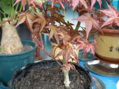 红枫下山桩洗根上盆后怎么管理 图片