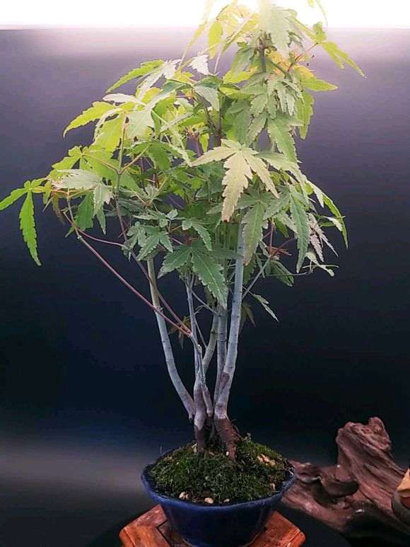 红枫下山桩 天太热不太敢换盆 怎么办